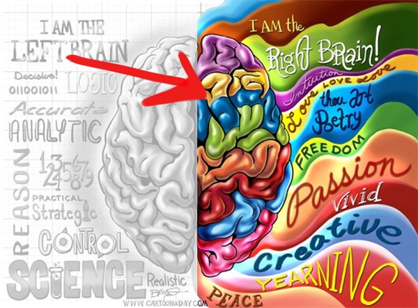 right and left brain